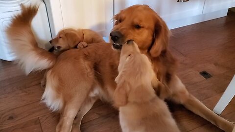 goldenretriever is telling daghter the playtime is over