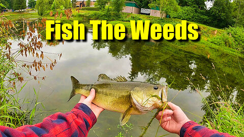 Bass Fishing (Don't Fear the Weeds)