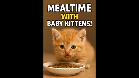 ✨ The Cutest Time of the Day: Baby Kittens Eating! 🐾🥰