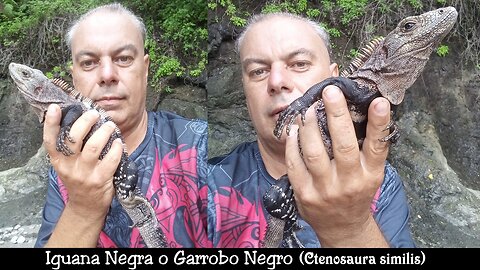 My first experience with Black Iguana (EN&ES subtitles)