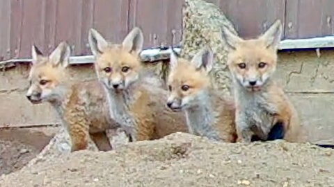 Fox Kits Hanging Out by Their Den