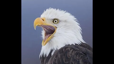 The Patriot Pulse Podcast Episode