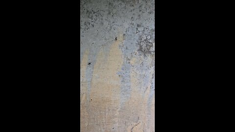 spiders