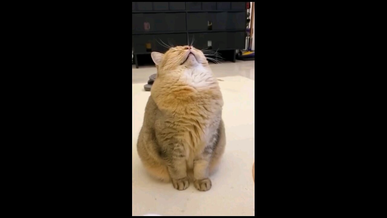 A Sweet Little Kitty Sleeping 🐱💤🌙 #viral #funny #game #share #trending #like #follow #reel #viral
