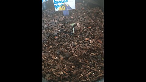 Special Queen #1 Autoflower by North Atlantic Seed Company 18+