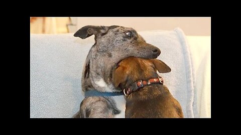 Dogs, the funniest animals in animal world - Funny dogs compilation