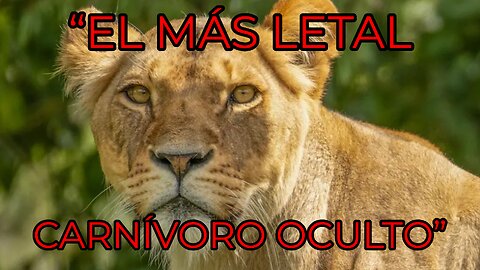 The Most Powerful Predator (Video in Spanish)”“¿Cuál es el carnívoro más poderoso del planeta?”