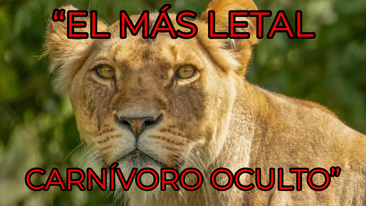 The Most Powerful Predator (Video in Spanish)”“¿Cuál es el carnívoro más poderoso del planeta?”