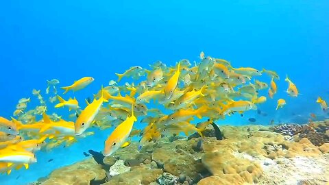 Relaxing Music 🎶 in Undersea 😮