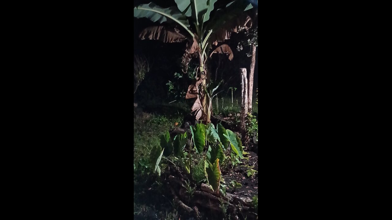 backyard1002
