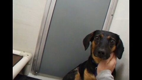 Charlie was dumped--he wouldn't even look at me #abandoneddogs