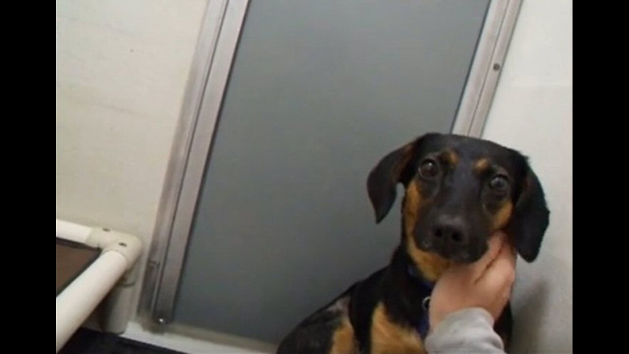 Charlie was dumped--he wouldn't even look at me #abandoneddogs