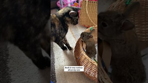 The woman was shocked when her dog brought her an unexpected friend