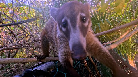 Coati has found an unusual means of getting fresh water