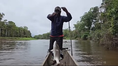 Fishing strike big barramundi fish 