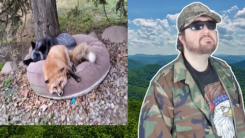 Good Morning Finnegan Fox, Vixie Fox, And Serafina Fox (SaveAFox) - Reaction! (BBT)