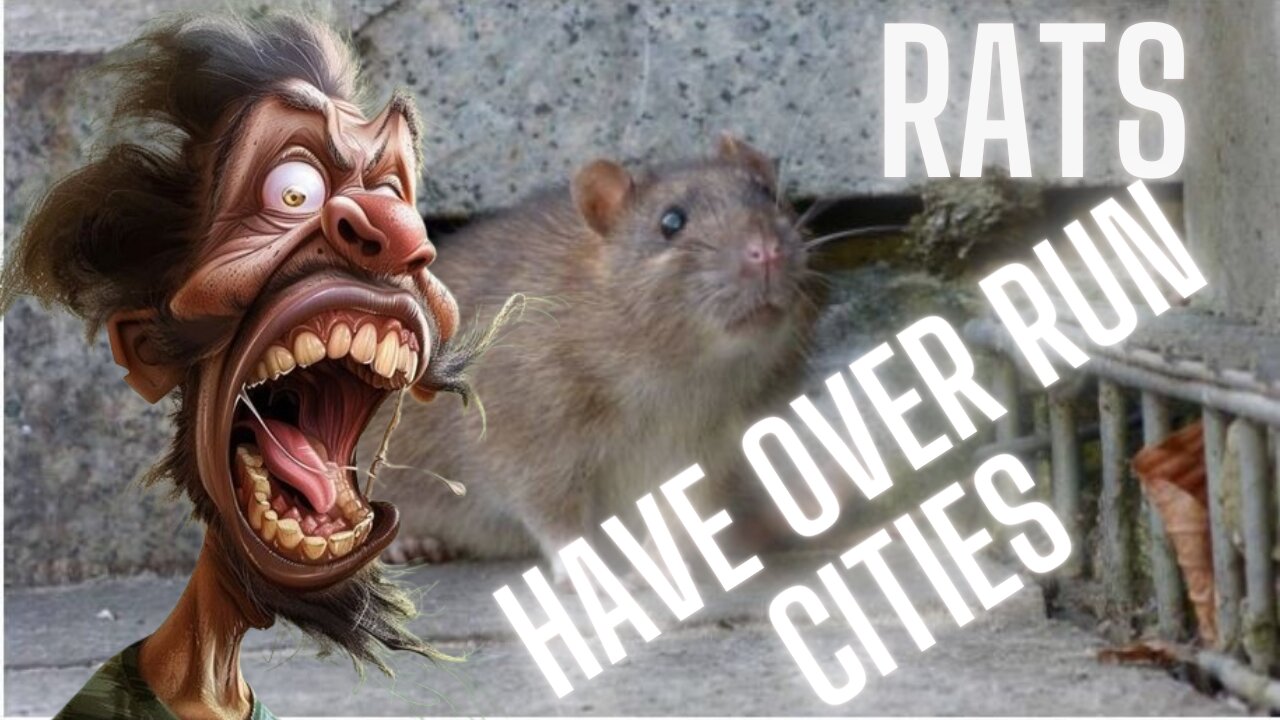 Cities Overrun by 'Cat-Sized' Rats! 2025