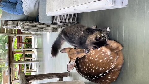 Cat playing with dear