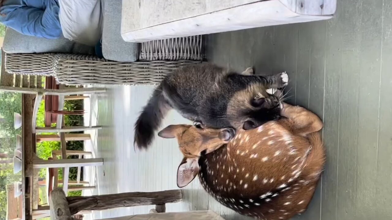 Cat playing with dear
