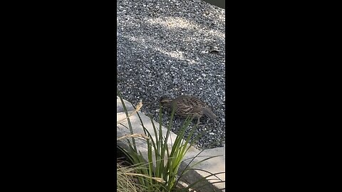 Quail bird