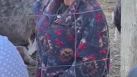 This is Katie inside the pen at the universal Ostrich Farm talking to CTV news... 2020