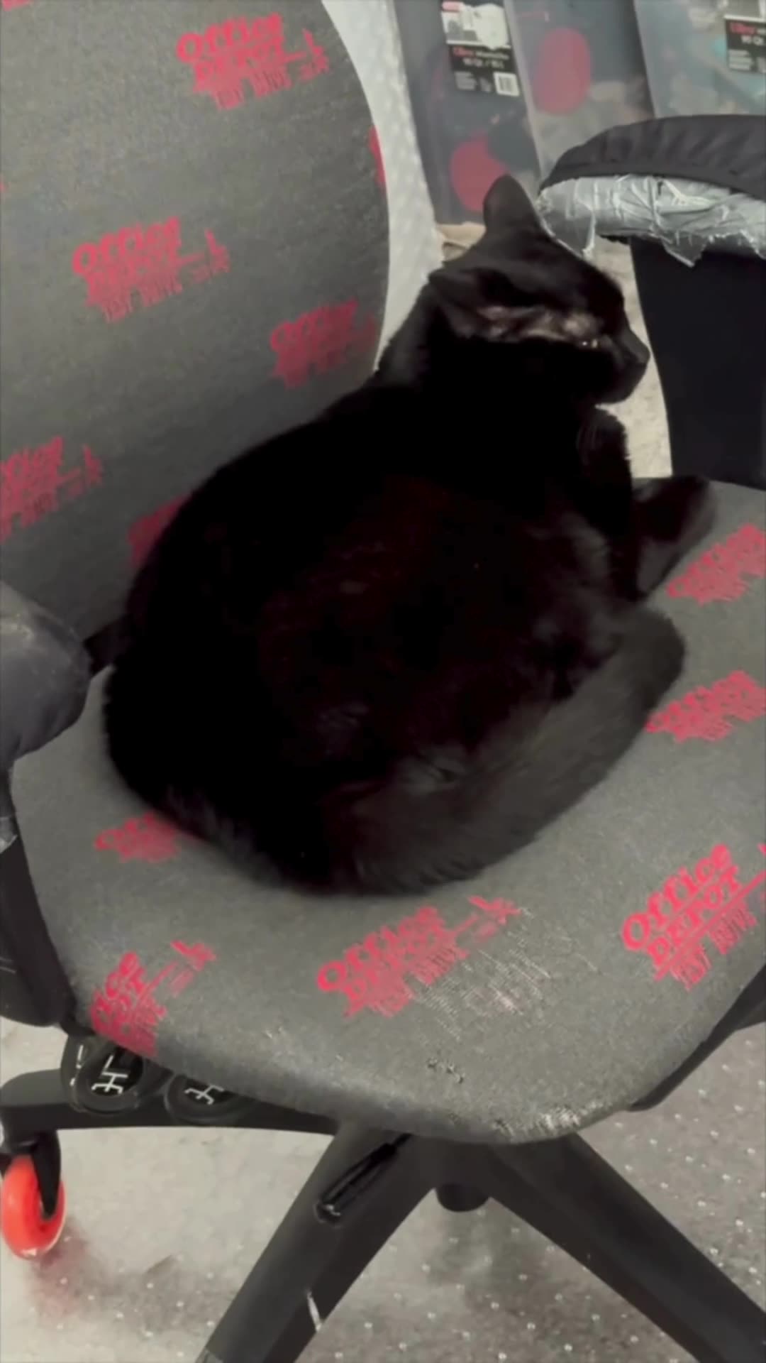 Cute Precious Piper Makes the Office Cheerful - My Adopted Shelter Cat Vlog #shorts