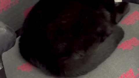 Cute Precious Piper Makes the Office Cheerful - My Adopted Shelter Cat Vlog #shorts