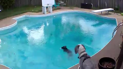 Dogs caught on security camera doing bad things 😂