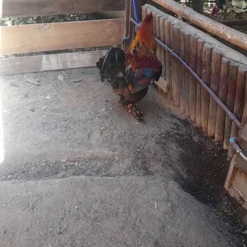 hen