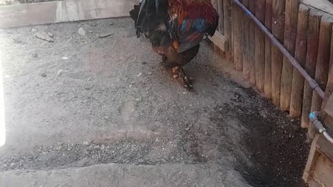 hen