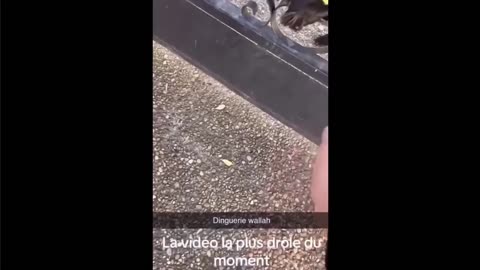 😂🐶 Dog's Fetch Fail is Hilarious! | FunFM