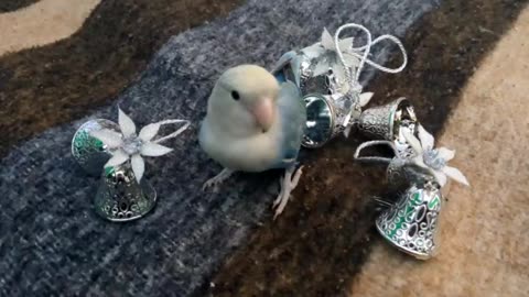 Sky baby blue love bird reacts to silver bells