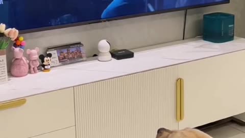 Funny Dogs