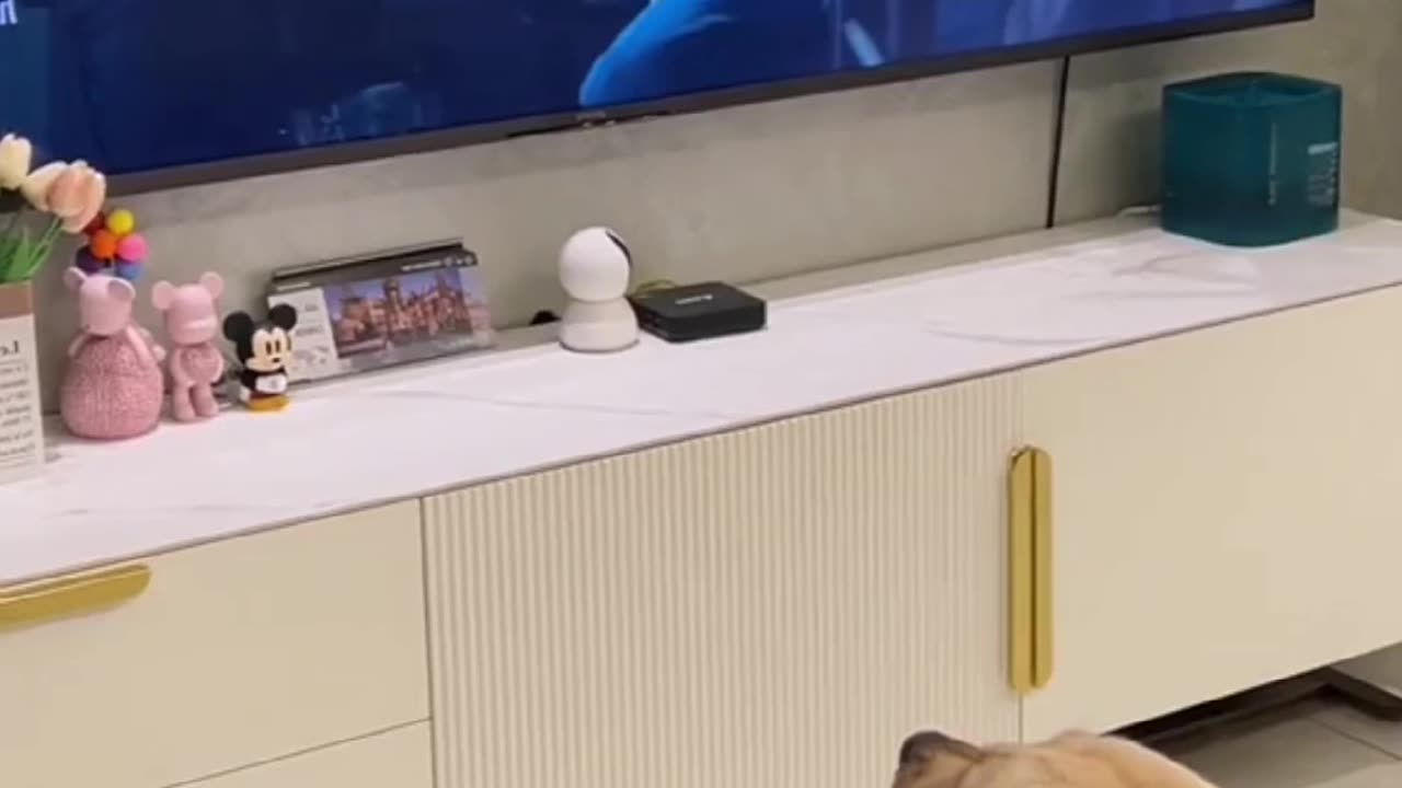 Funny Dogs