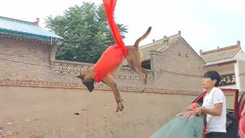 funny dog moves.....#viral #trending #shorts
