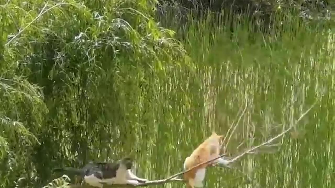 Funny cat & dog