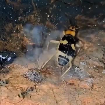 Bombardier beetles defend themselves...