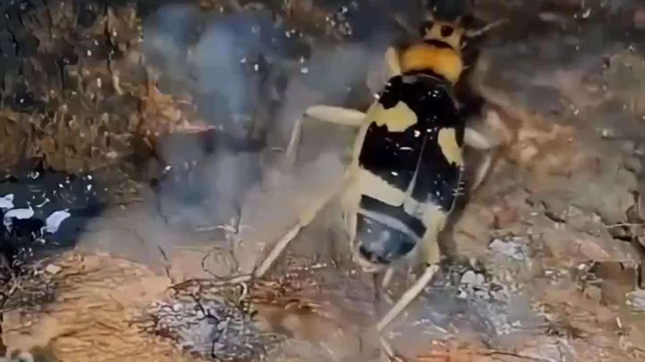 Bombardier beetles defend themselves...