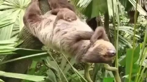 Mother Sloth plank sleeping with her baby sleeping on her belly.