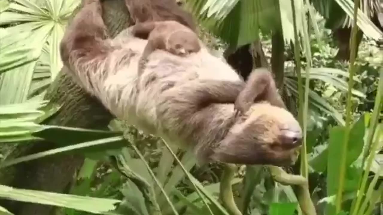Mother Sloth plank sleeping with her baby sleeping on her belly.