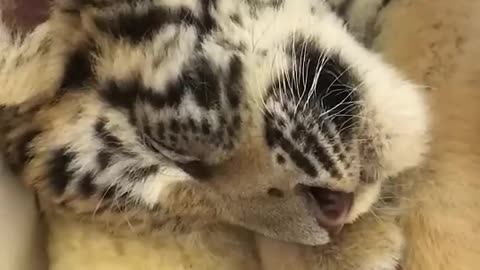 Adopting abandoned tiger cubs