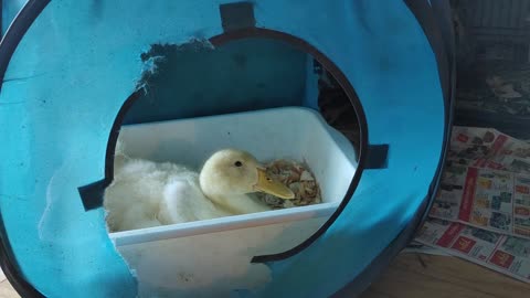Peeps in Wylee's litter