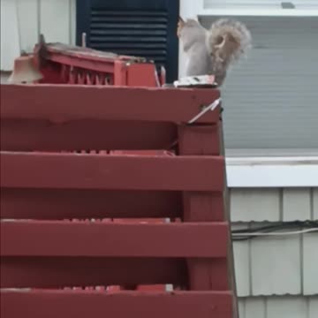 Squirrel backyard.