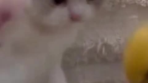 Funny moments of cat and duck.