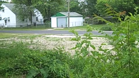 BIG AL_S FIND ON THE SHEA SHOW