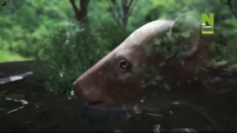 Rise of the Mammals (2020) film dokumentalny LEKTOR PL