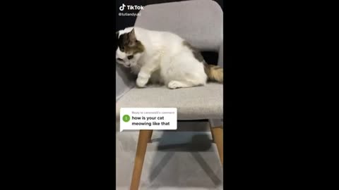 Funny Video of Animals