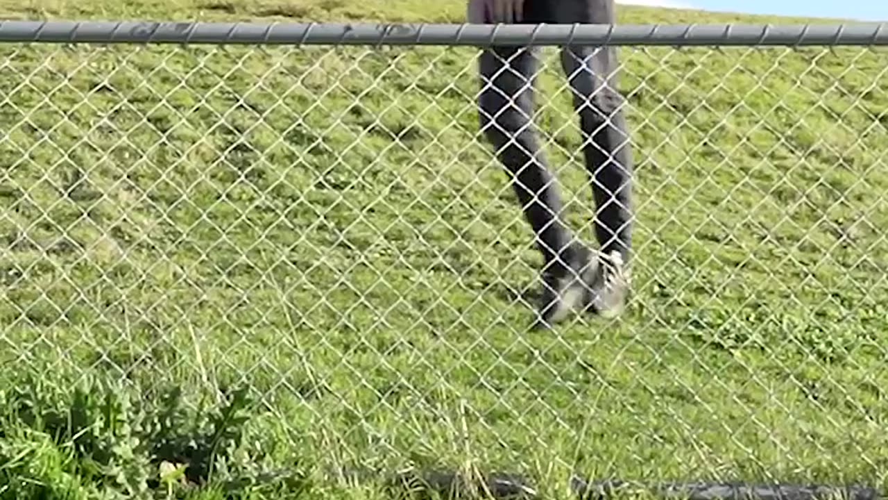 How Animals Get Over a Fence (Funny)