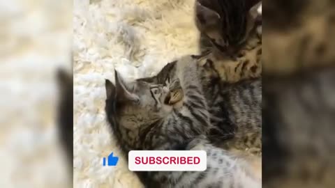 cat long funny video part3