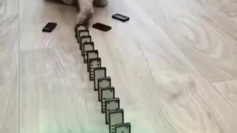 Rock On Kitties